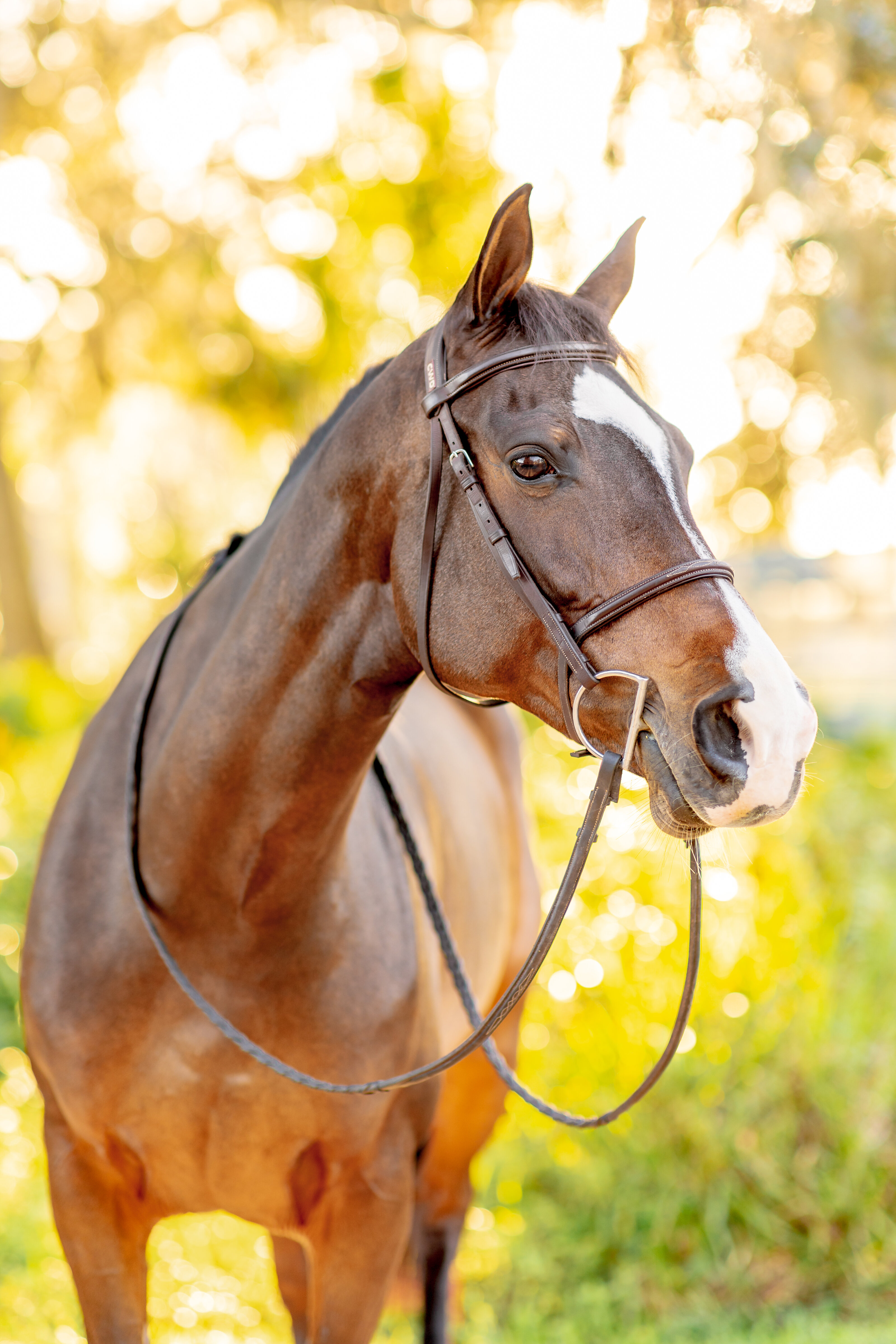 Equestrian portrait with horse and rider